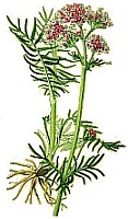 Spikenard